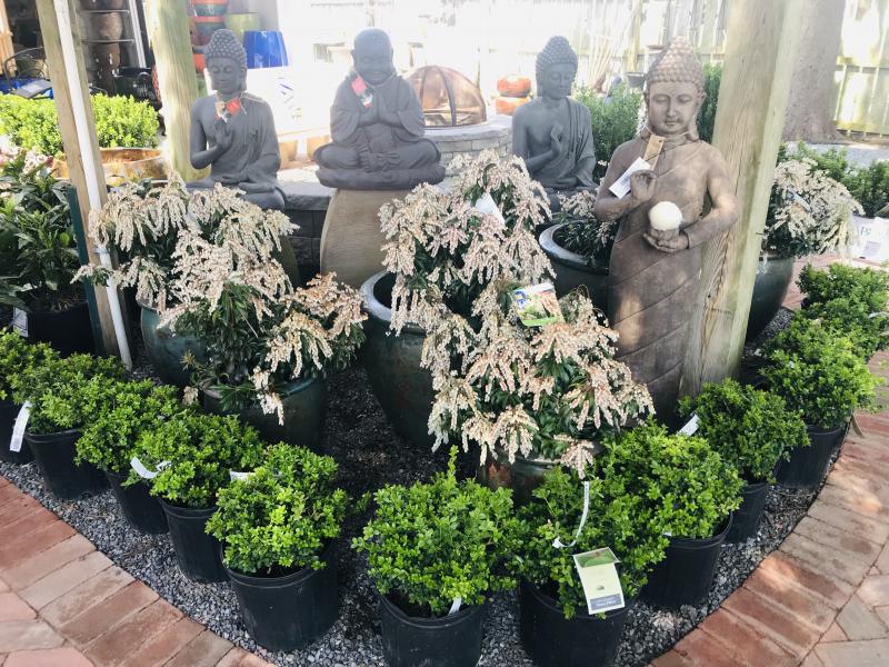 Wharton’s Garden Center is in BLOOM Cape Gazette